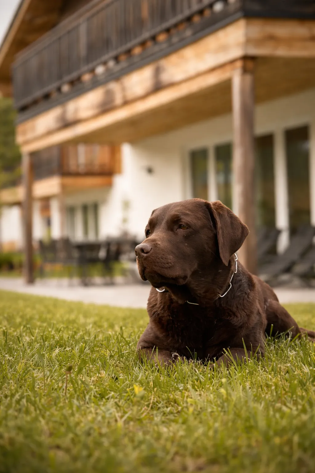Eingezäunter Garten — Toben für den Hund